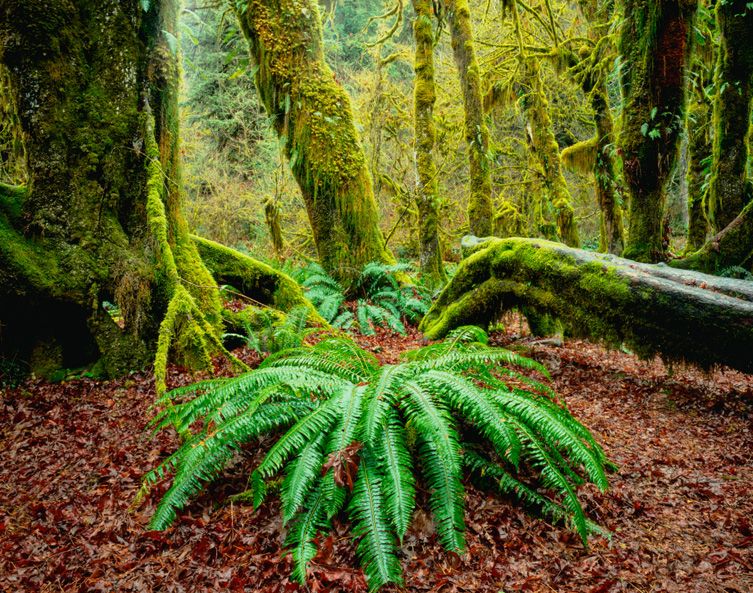 00483 Olympia Washington psd.jpg