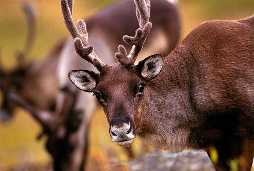 7_0_120_100039_Caribou_Close_TIB.jpg