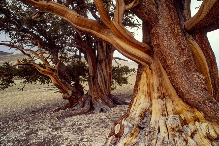 00465 Bristlecone Pine-01.jpg