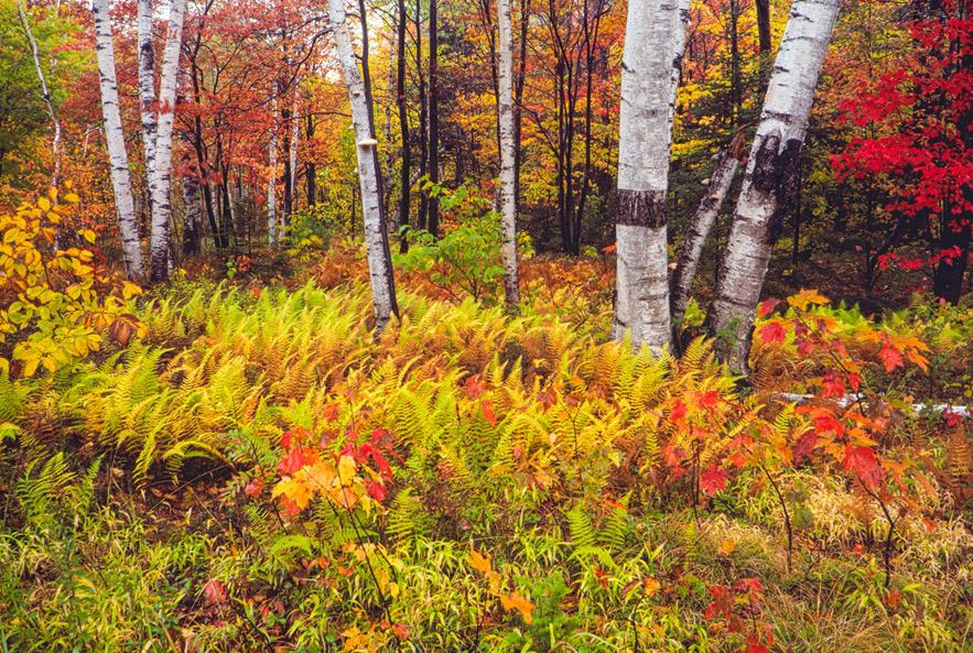 1766-Maine Woods1.jpg