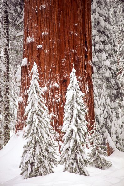 00959 Sequoia Tree in Snow.jpg