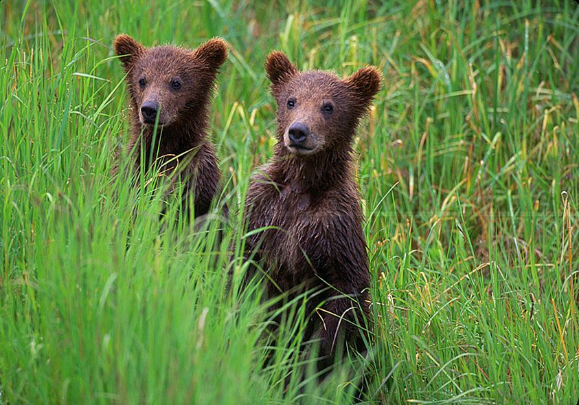 9_0_126_100105__Bear_Cubs_TIB_Sim.jpg