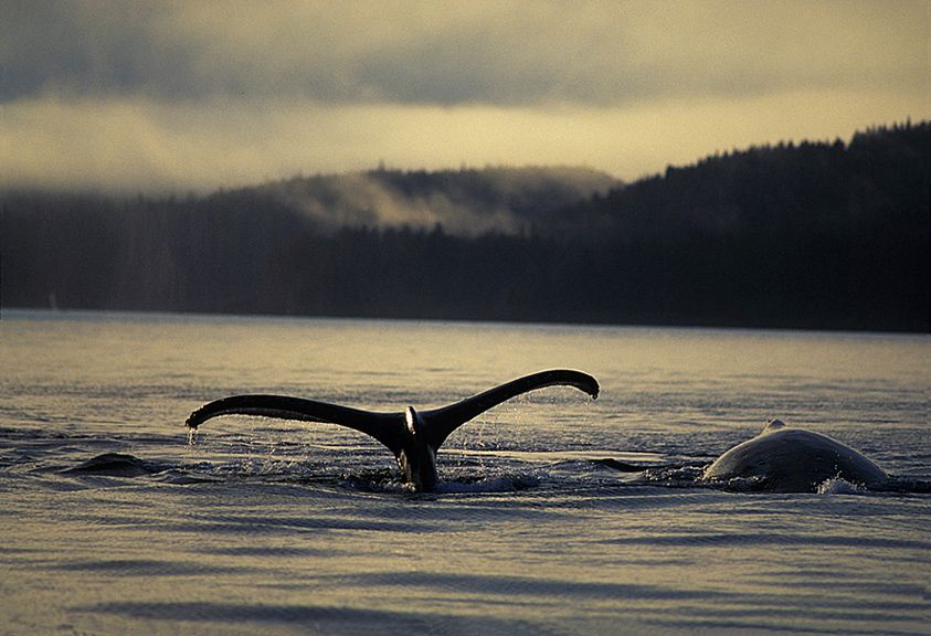 10_0_127_100102__Whale_Tail.jpg