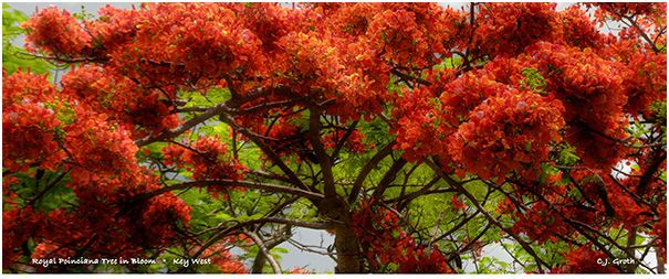 1Royal_poinciana