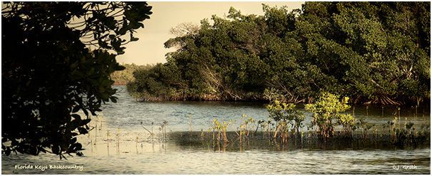 1Florida_Keys_Backcountry