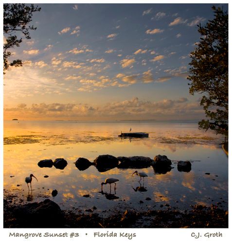 1Mangrove_Sunset3