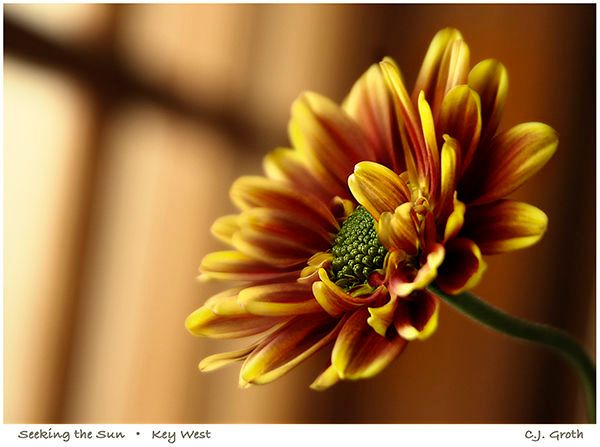 1Seeking_the_Sun_copy