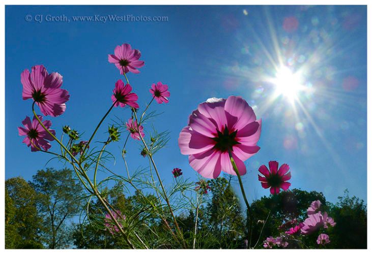 1cosmos_flowers_color