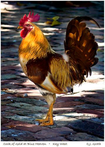 1Cock_of_Gold_copy