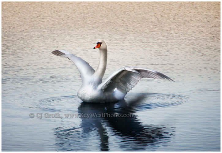1CJGroth_swan_j