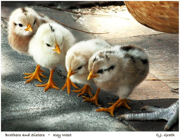 1Brothers_and_sisters_copy