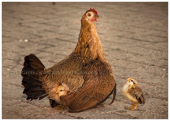 1hen_chicks_in_back