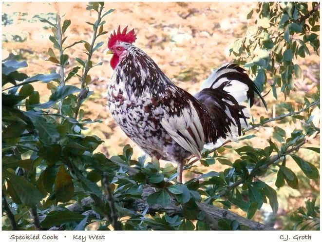 1Speckled_cock_print_copy