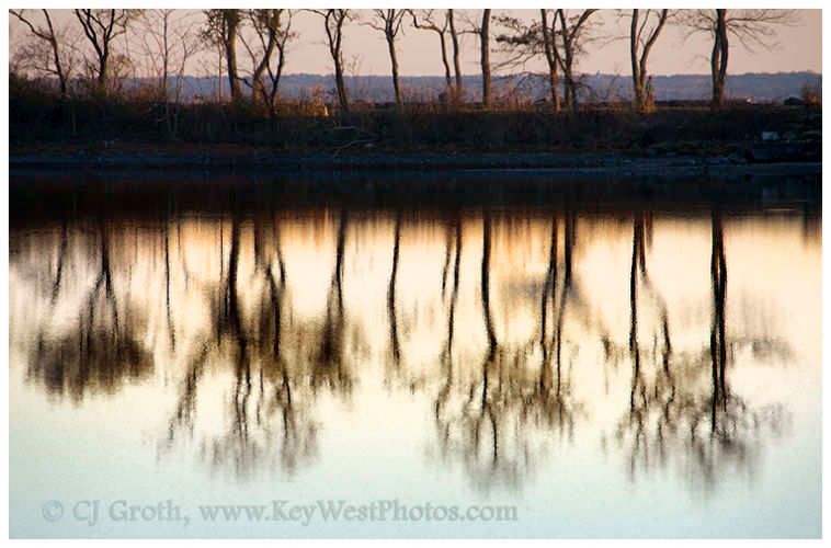 1Tree_reflections_Greenwich