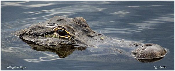 1Alligator_eyes