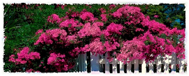 1Bougainvillea