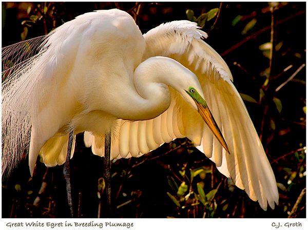 1Great_white_egret_final_pr_copy