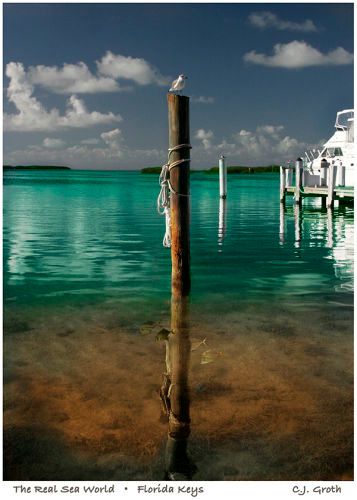 1The_Real_Sea_World_copy