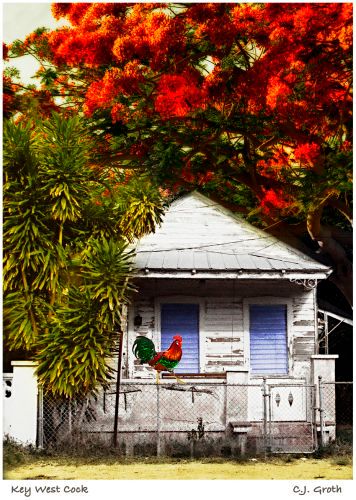 1Key_West_Cock_copy