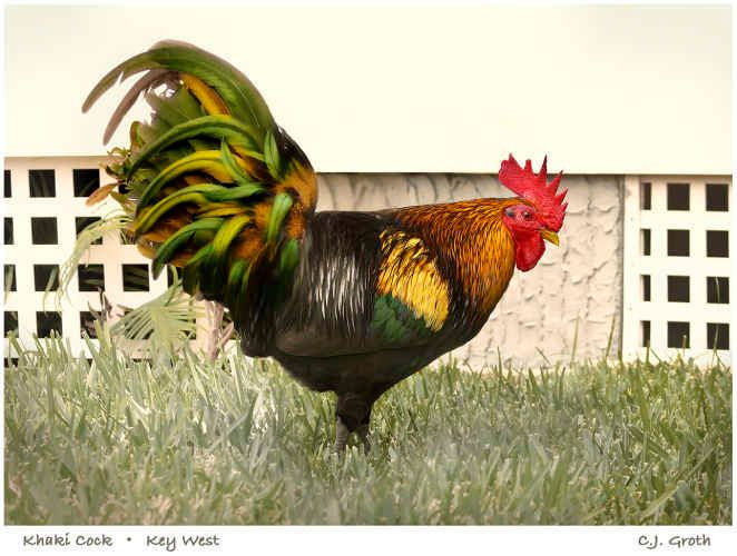 1Khaki_cock_print_copy