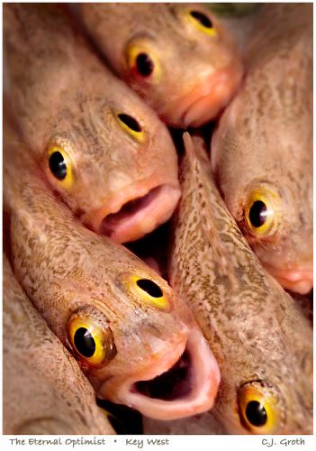 1The_Eternal_Optimist