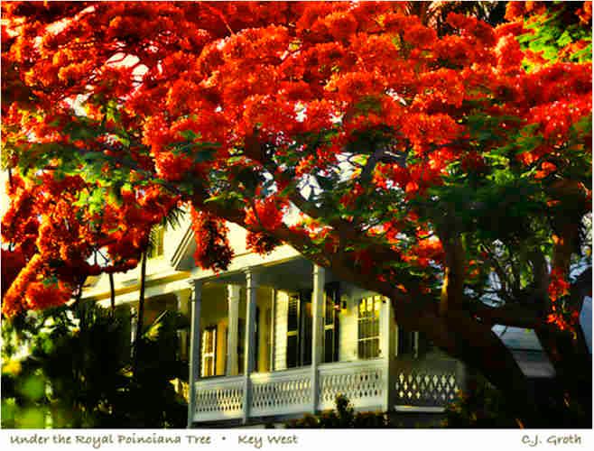1Under_royal_poinciana