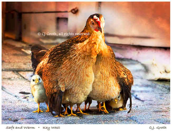 1Safe___Warm___CJ_Groth