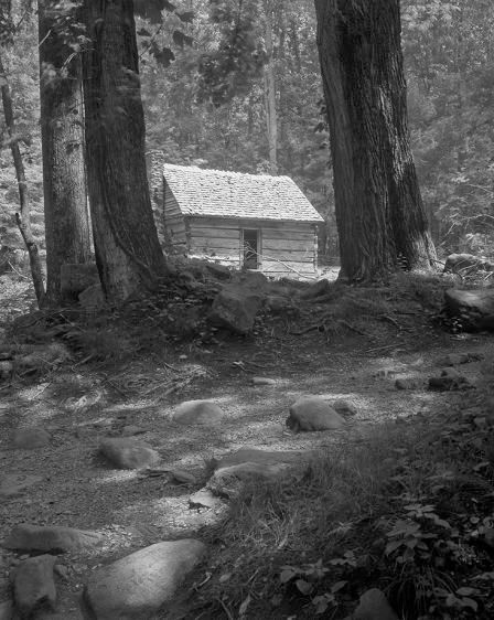 Shade Trees     2007
