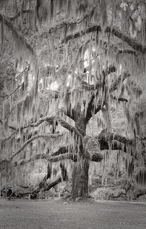 Left Shoulder III  2020