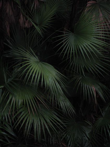 Palm Fronds  2011