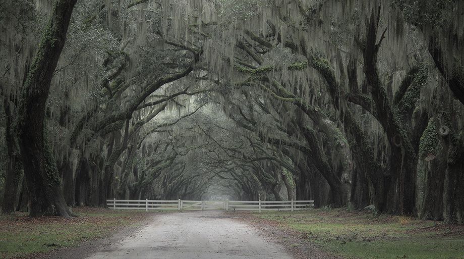 The White Gate II  2009