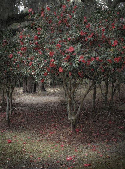 The Red Camelia  2009