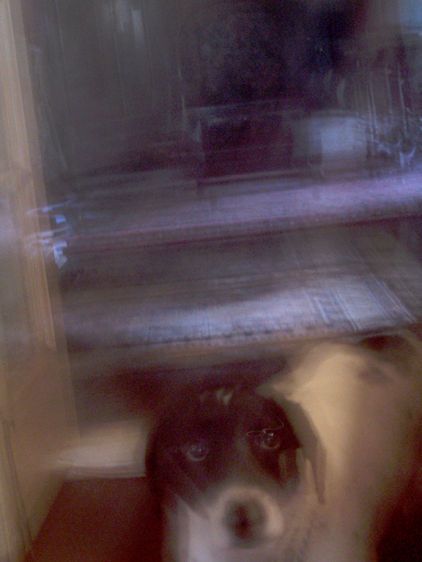 August Day Dreams   2006