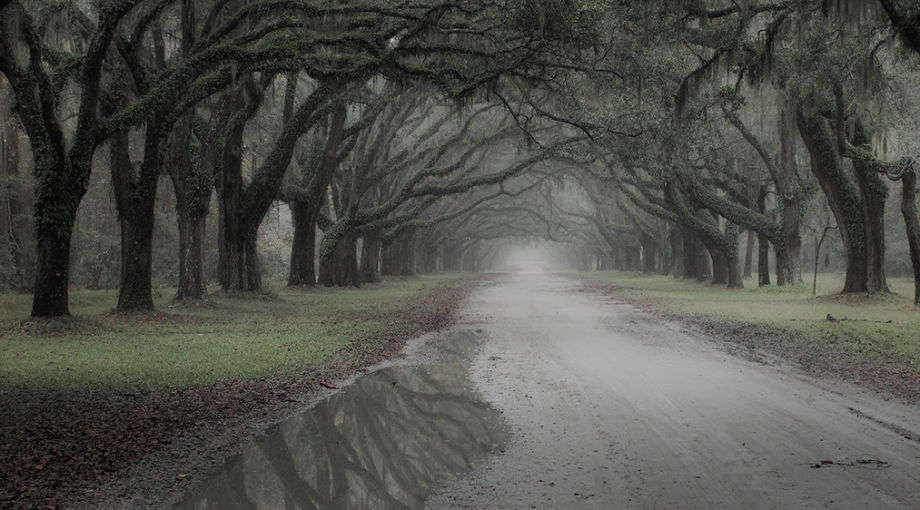 Wormsloe Picture Story  2009