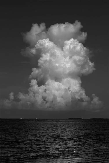 Mushrooms B&W   2015