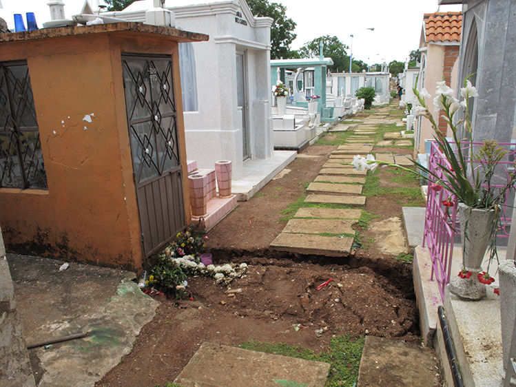 The New Arrival  2013