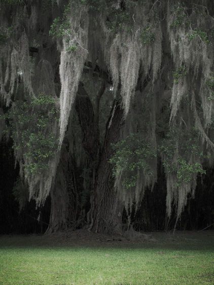 The Weight Of Tradition  2009