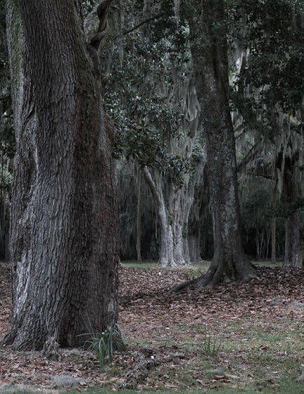 The White Oak   22015