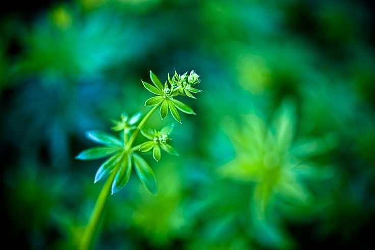 1r20100618_sweet_woodruff_macro_2.jpg