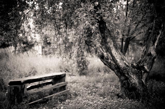 apple tree and bench