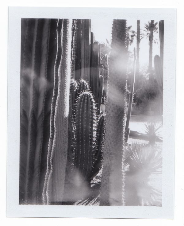 Jardin_Majorelle_3.jpg