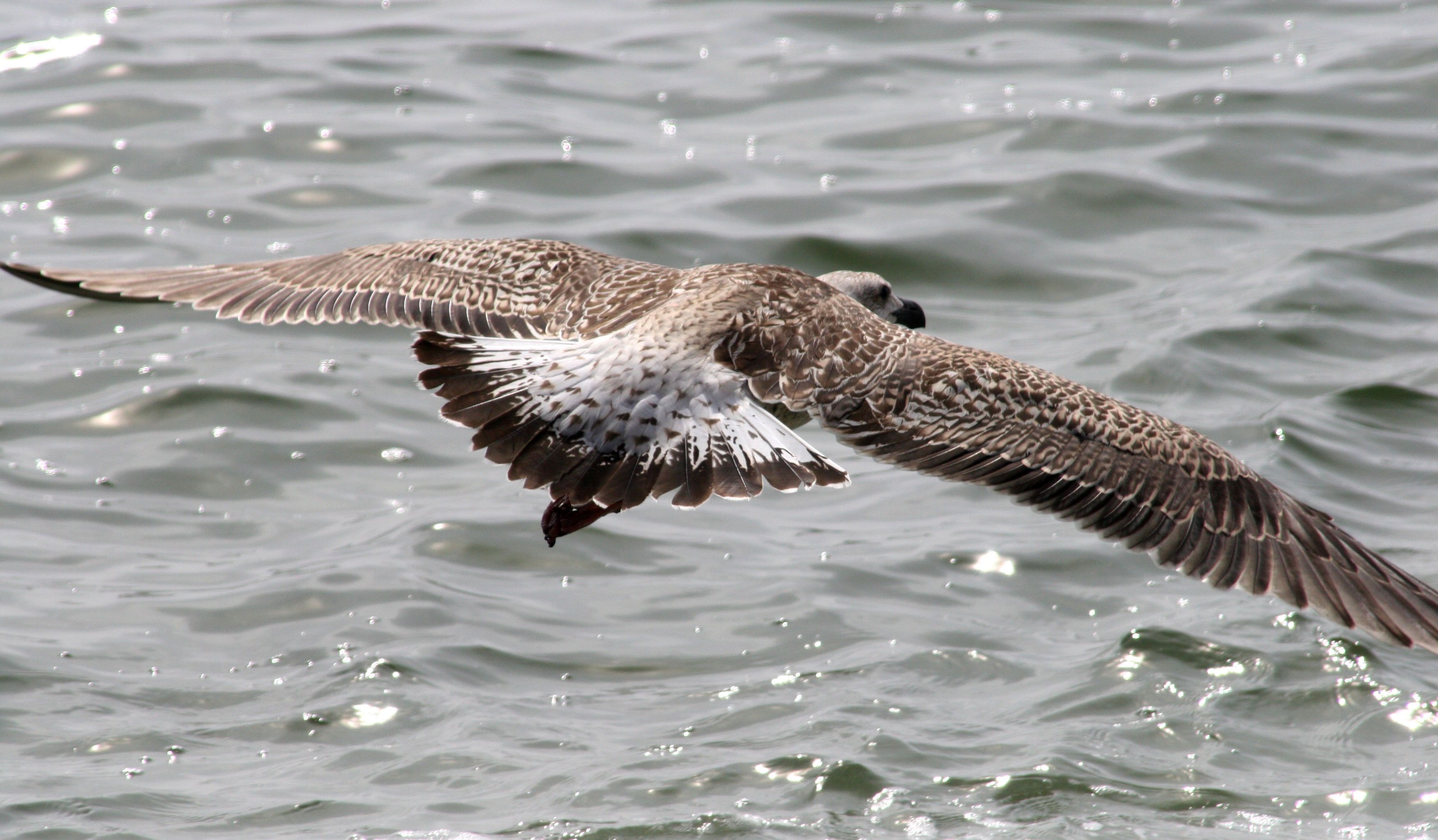 wing span. long island. ny