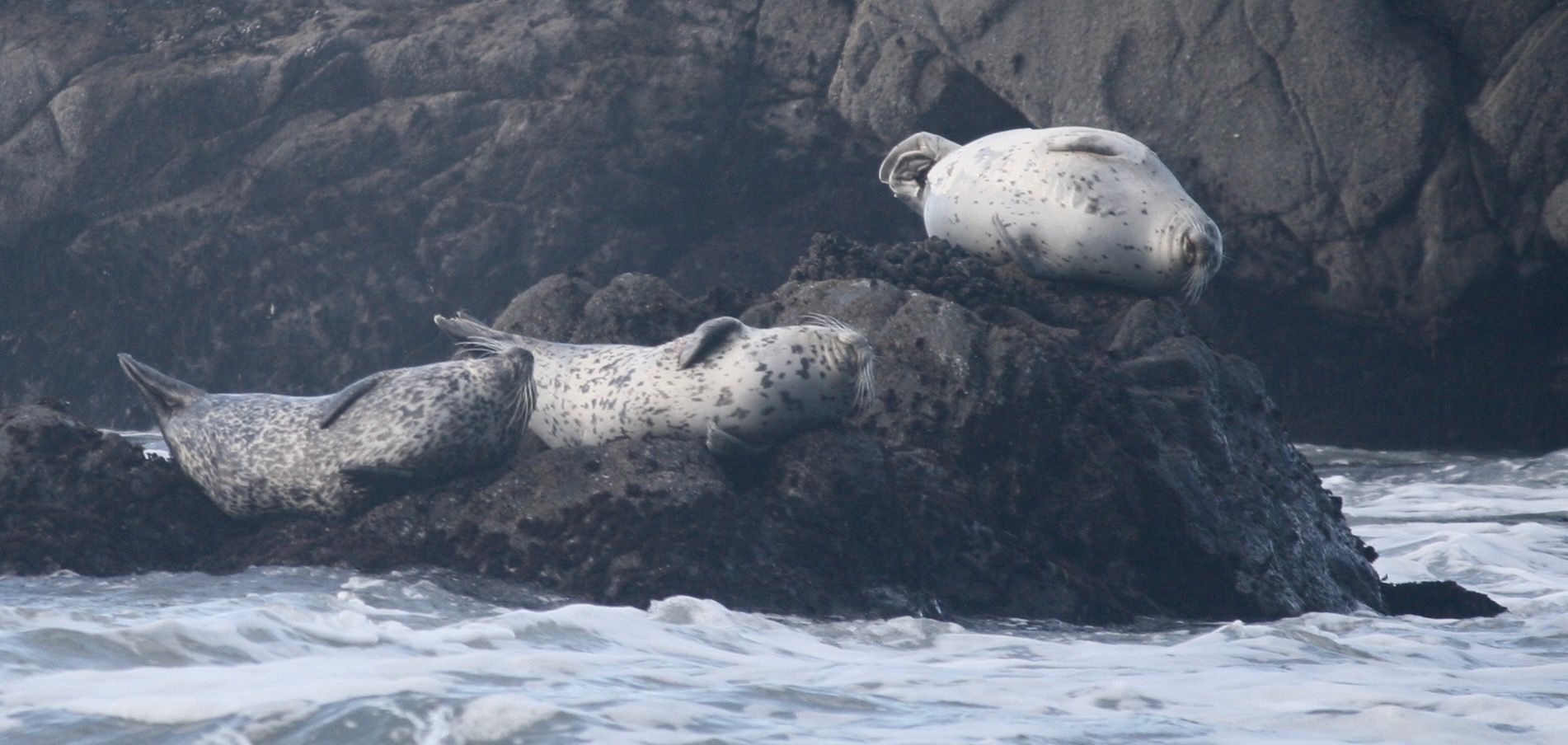 sea lions napping. california