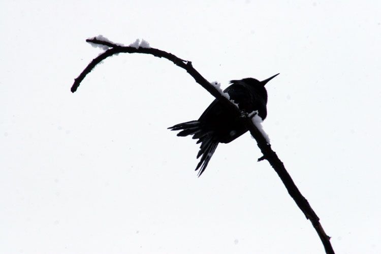 black bird in winter