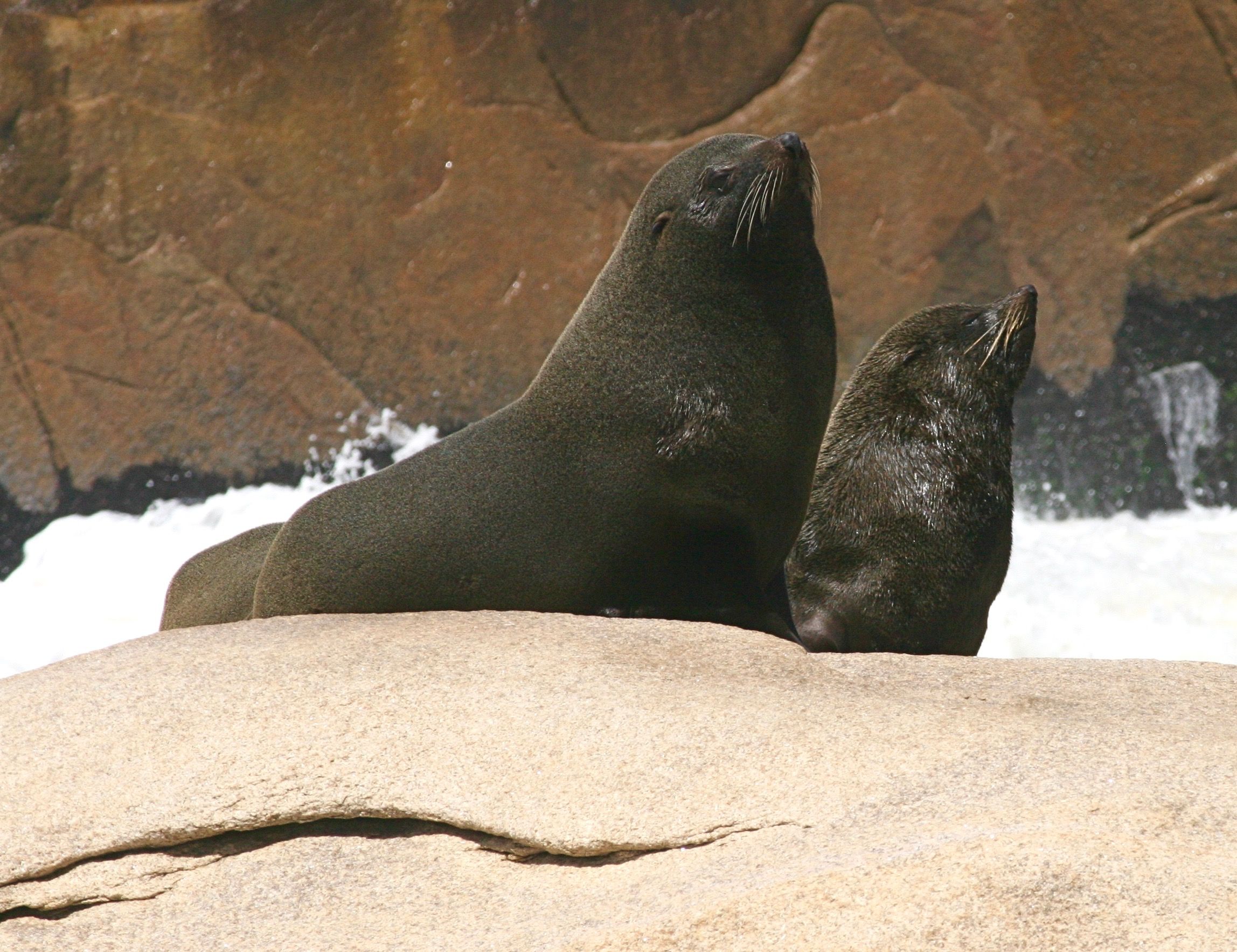 sea lion family. uruguay