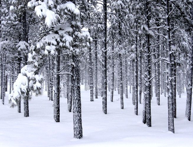 forest in winter, flagstaff, arizona