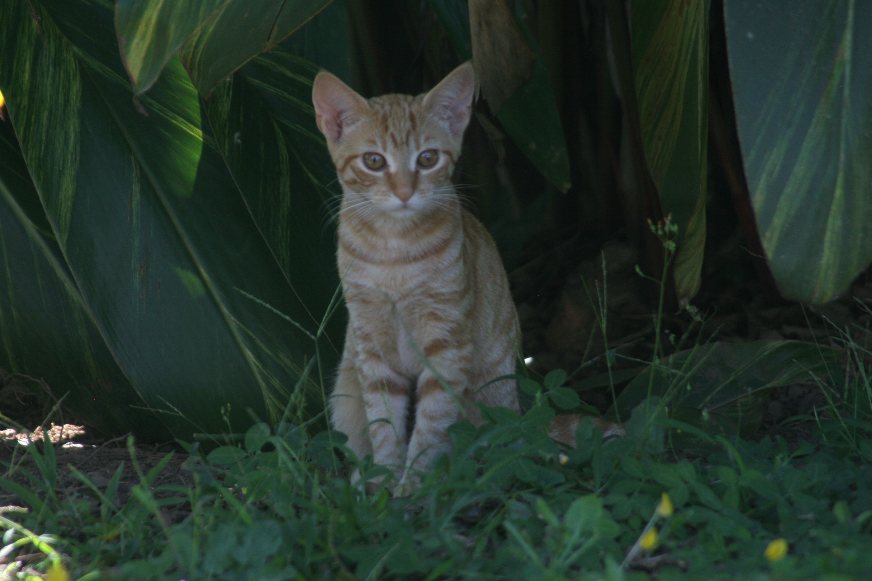 kitten in garden. maui