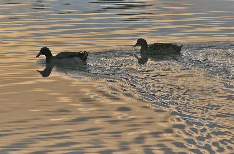 Ducks padling through sunset colors. Colorado River. Needles. CA