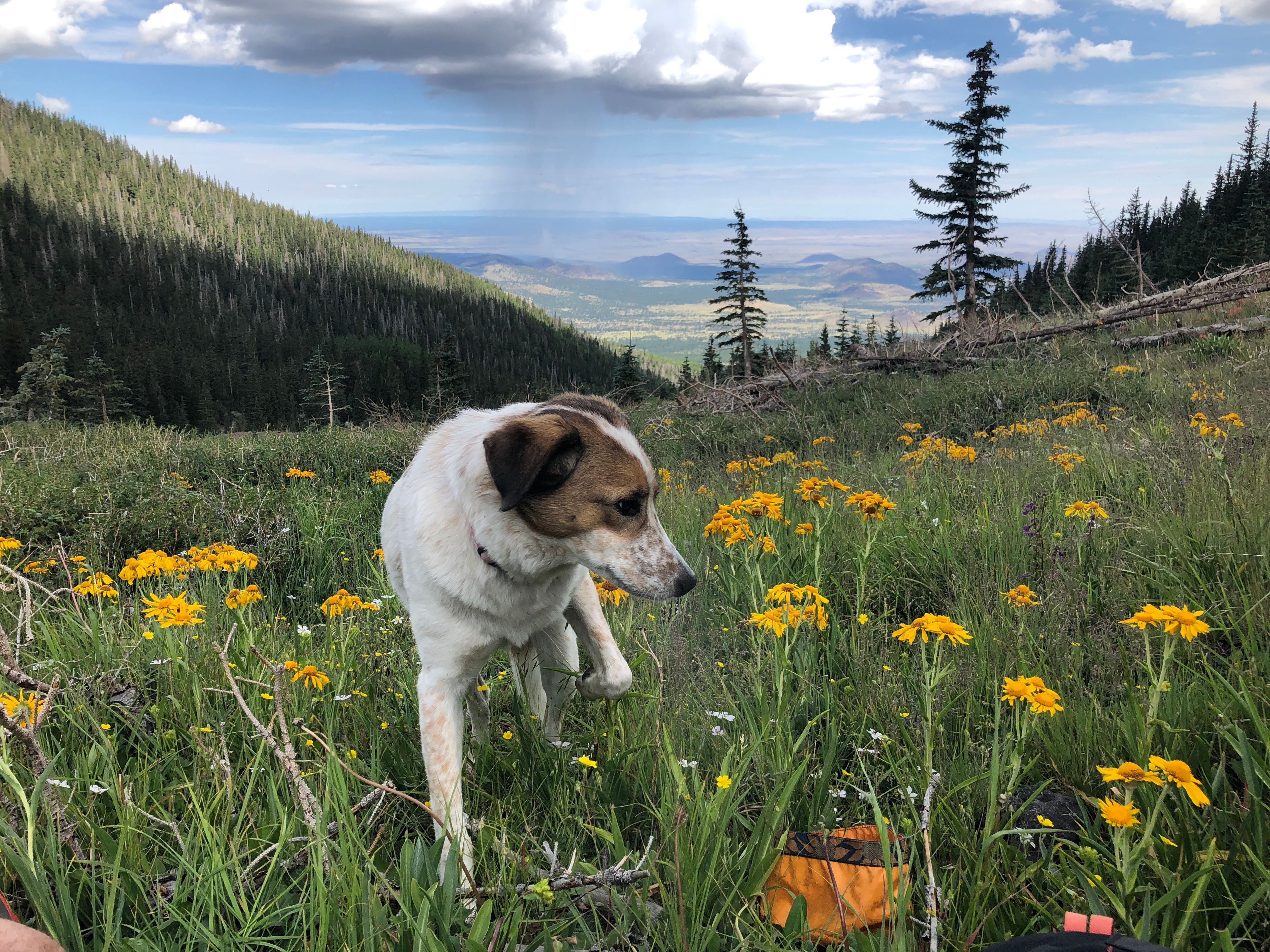 lulu in the mountains. flagstaff. az