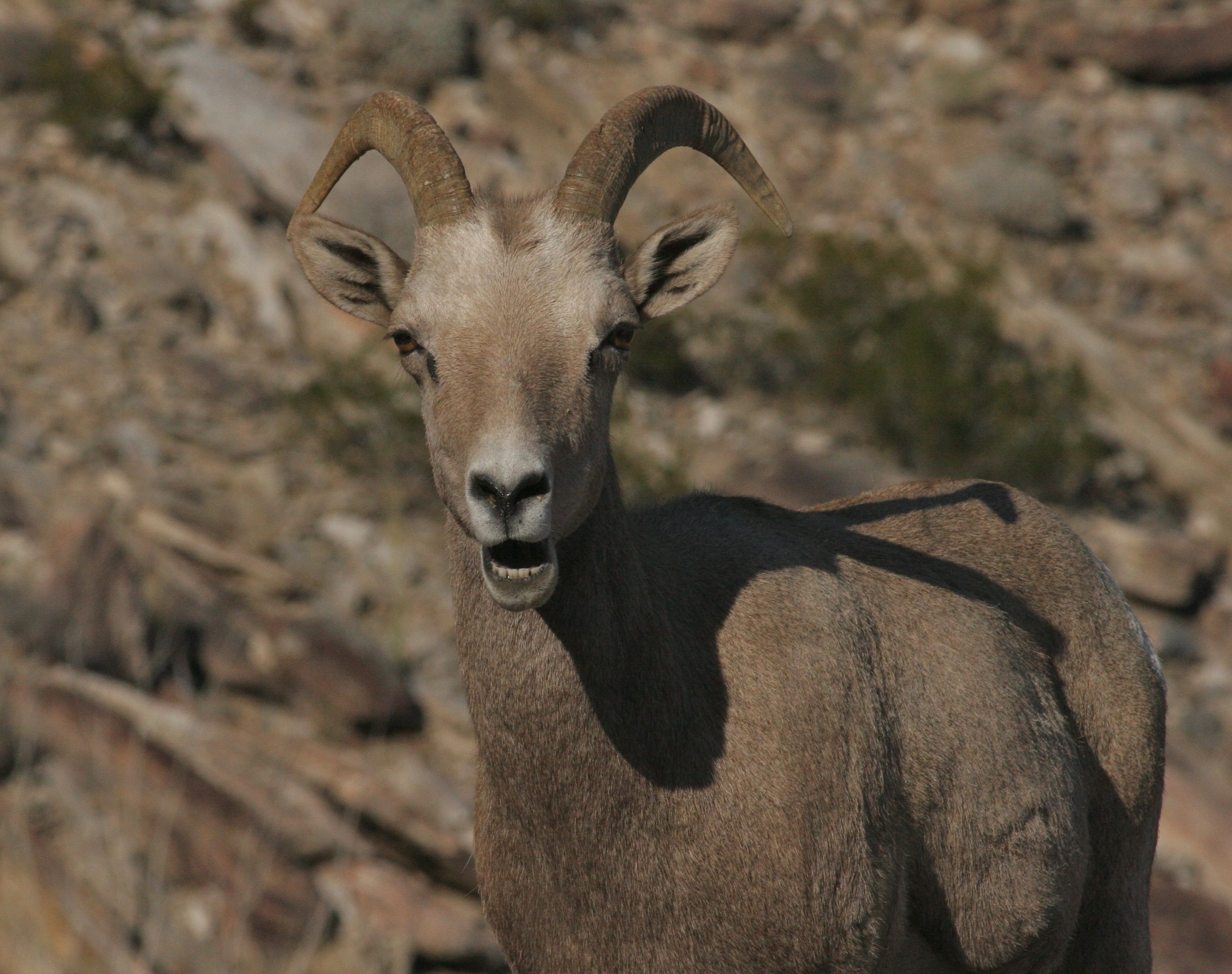 you lookin at me? california